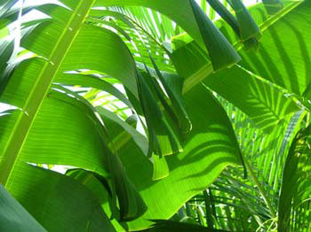 sunlight, reflections, shadows on banana plant leaves