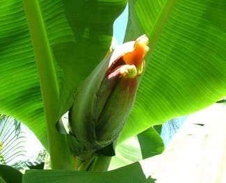 unopened banana pod faces to sky